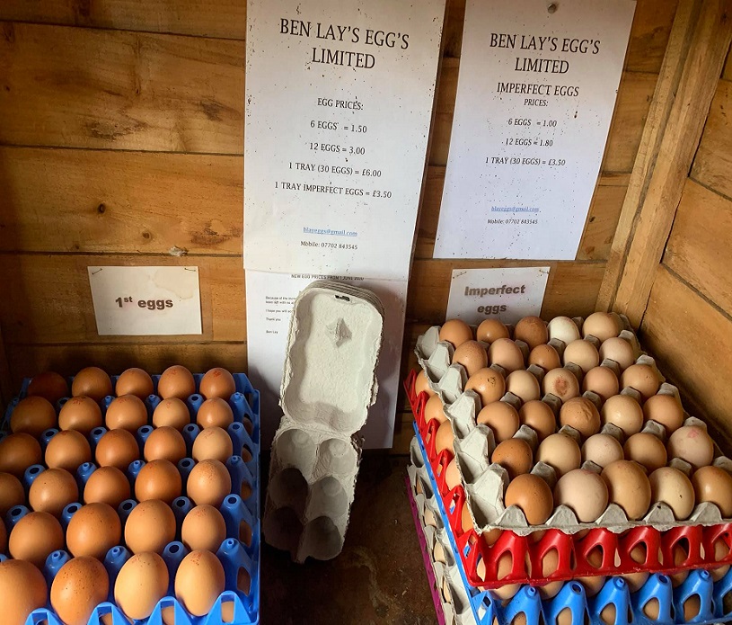 Ben Lay's Eggs 4