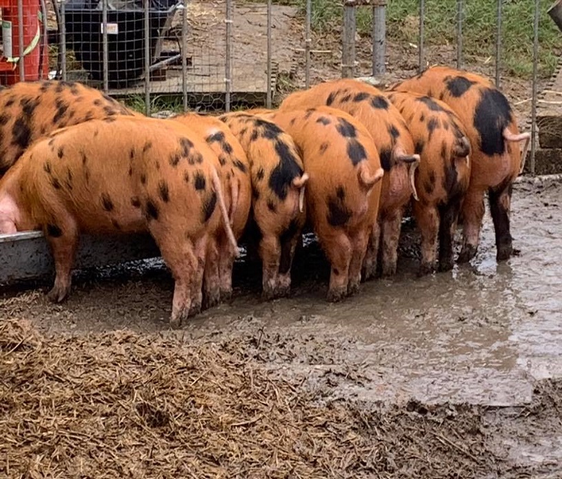 Abberley Farm 2