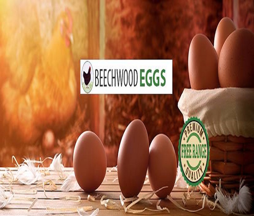 Beechwood Eggs 1