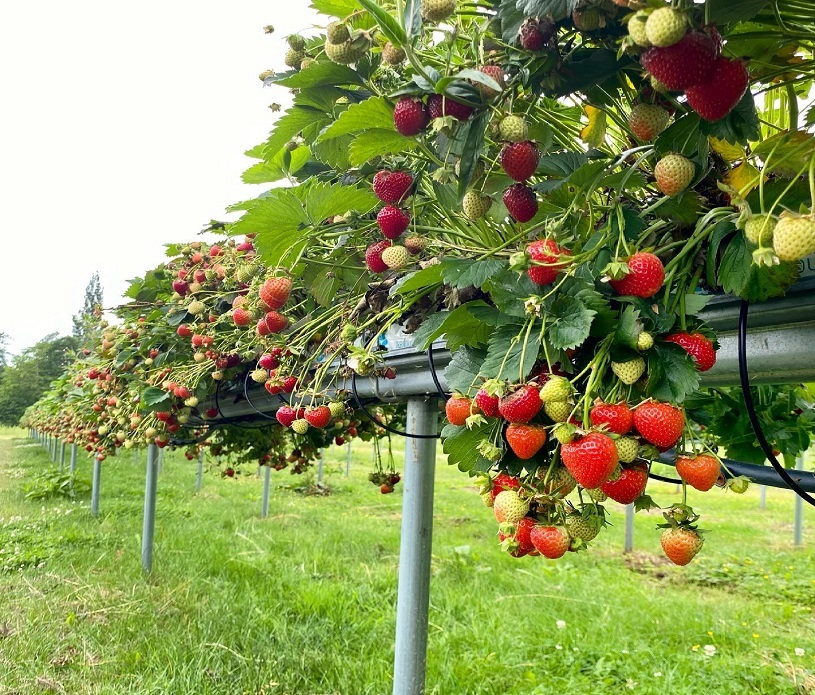 Hayles Fruit Farm 2