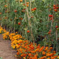 The Market Garden Eynsham.